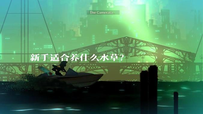 新手适合养什么水草？